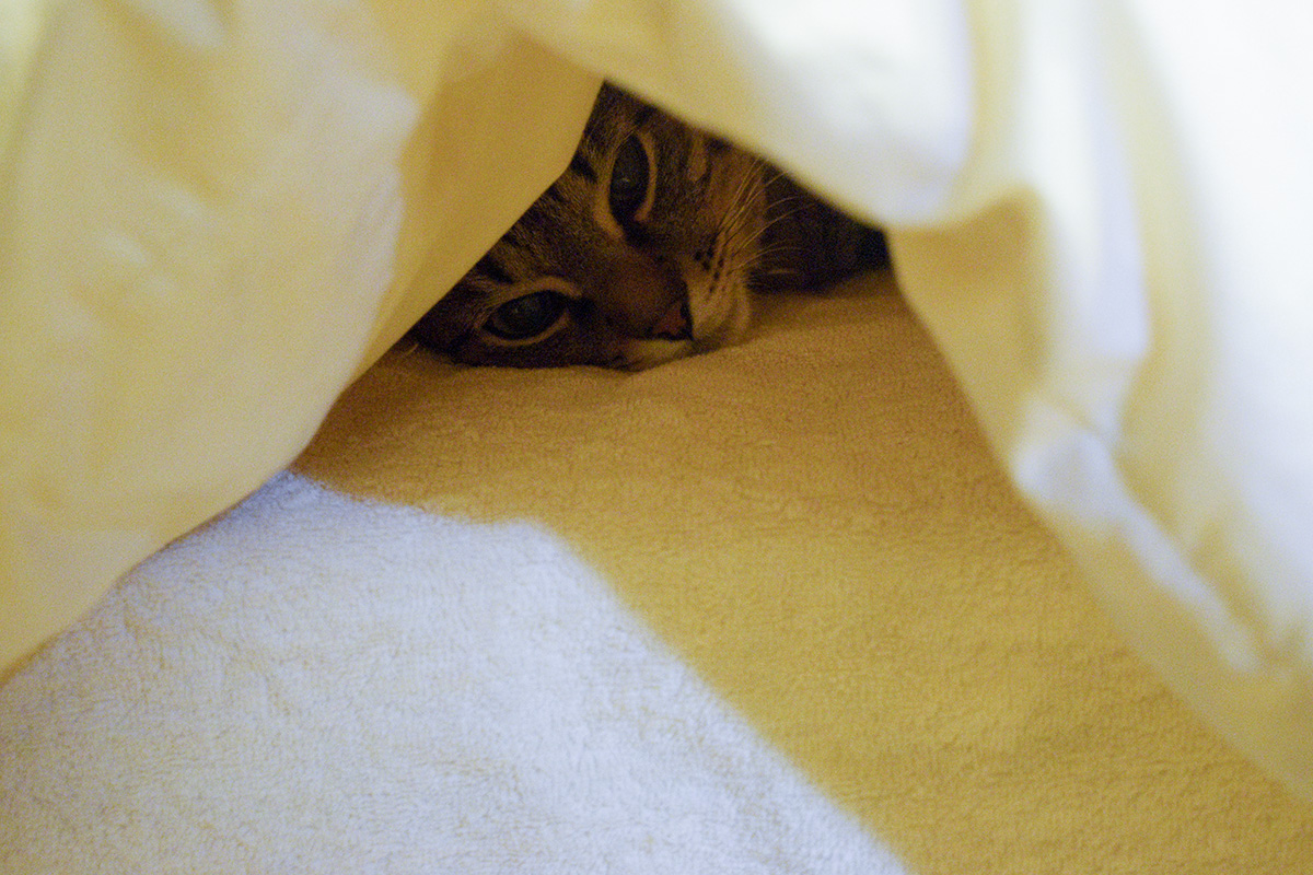 布団にもぐって寝るキジトラ猫の虎ノ介