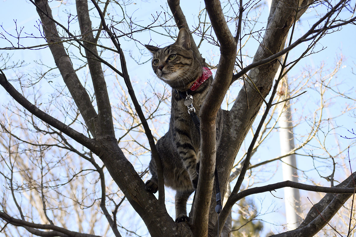 木に登るキジトラ猫の虎ノ介