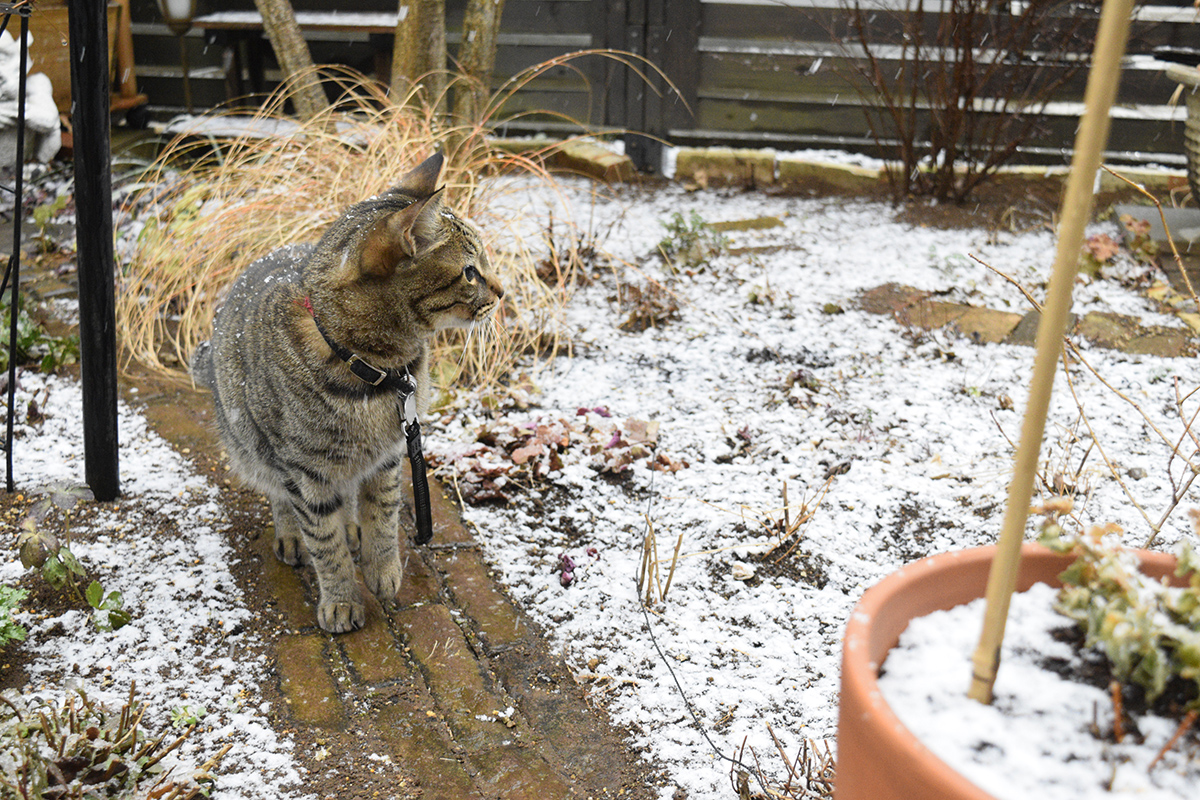 雪を眺めるキジトラ猫の虎ノ介