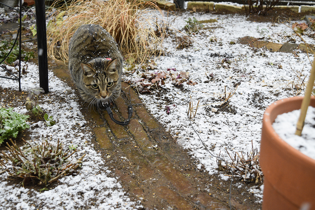 雪を捕まえようとするキジトラ猫の虎ノ介