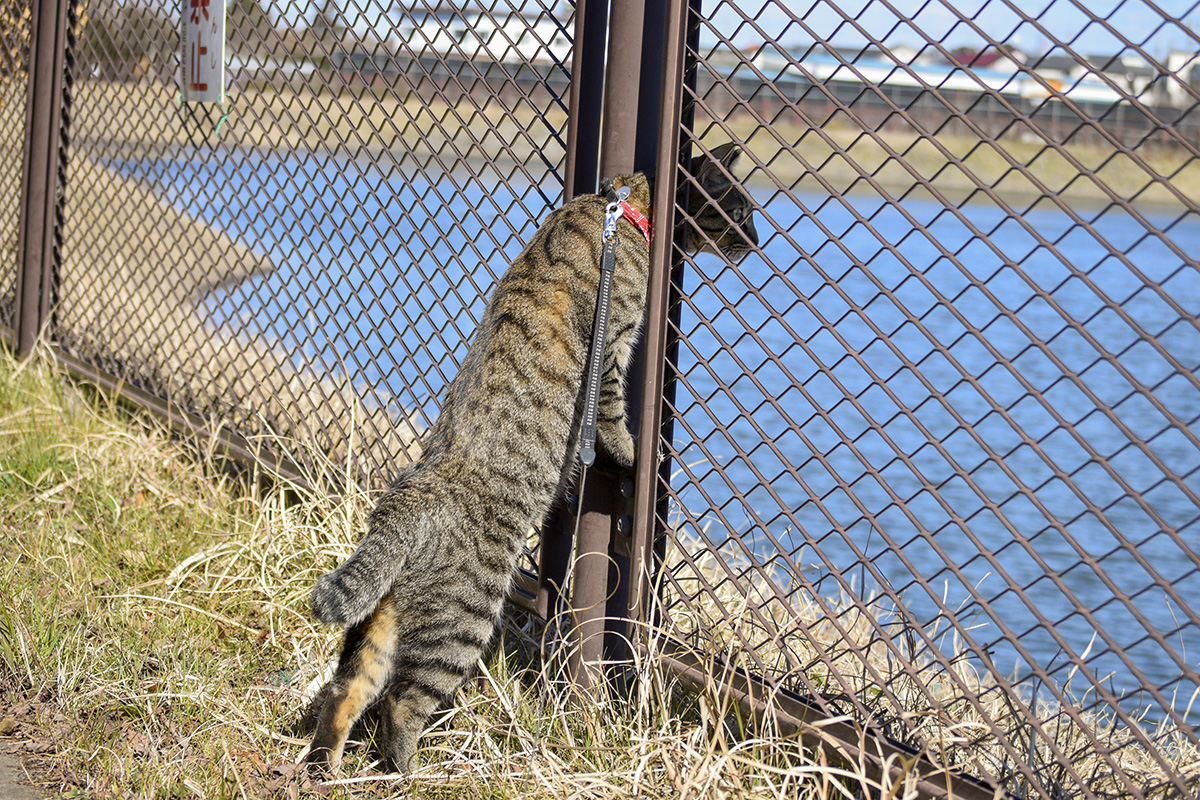 フェンスに顔をつっこんでカモをみるキジトラ猫の虎ノ介