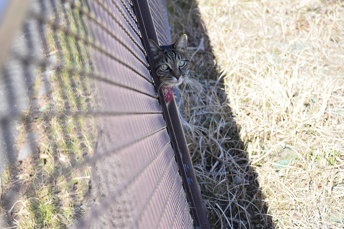 フェンスから顔をだすキジトラ猫の虎ノ介