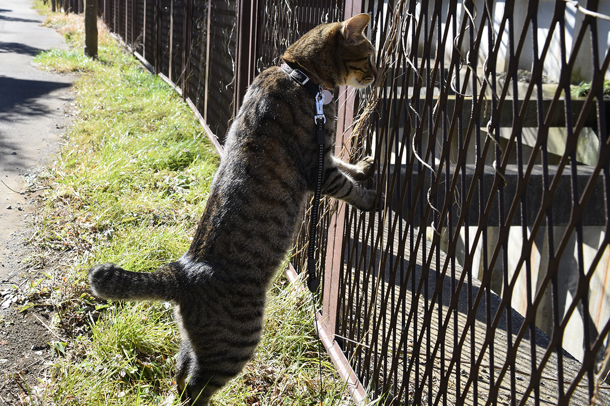 フェンスの向こうを眺めるキジトラ猫の虎ノ介