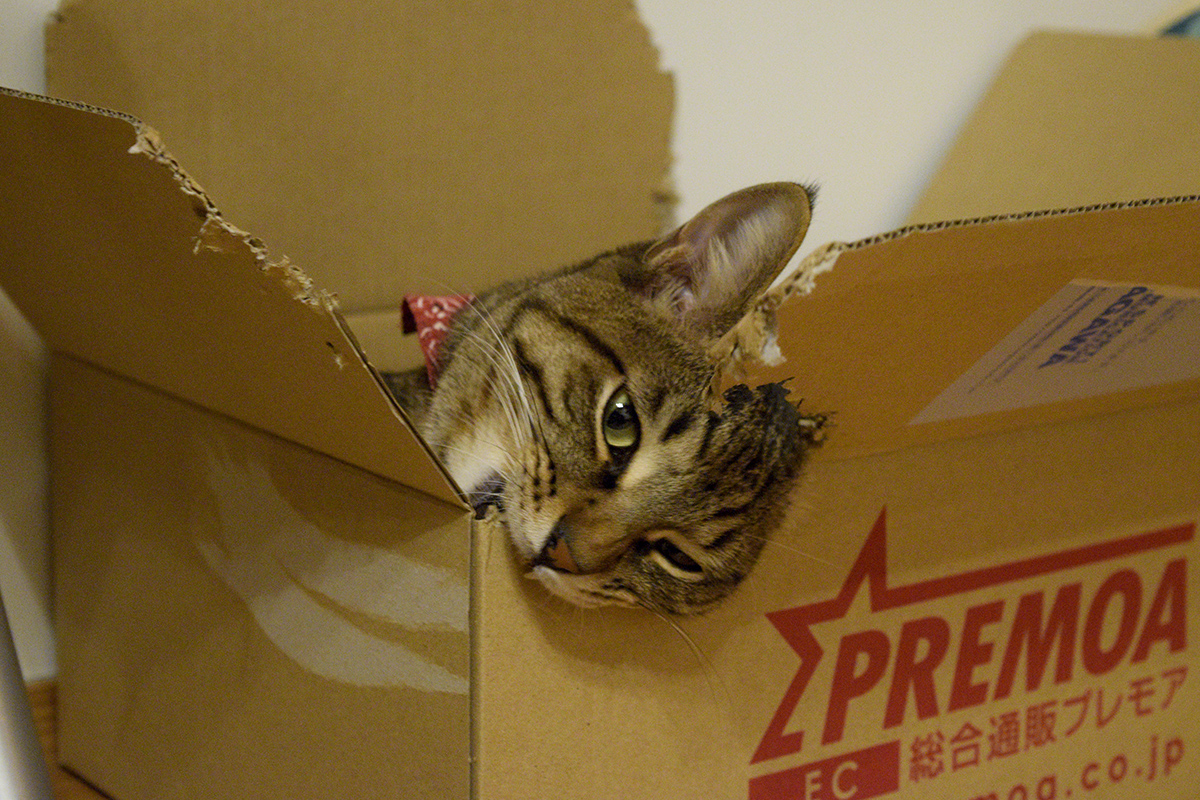 箱にかぶりつくキジトラ猫の虎ノ介