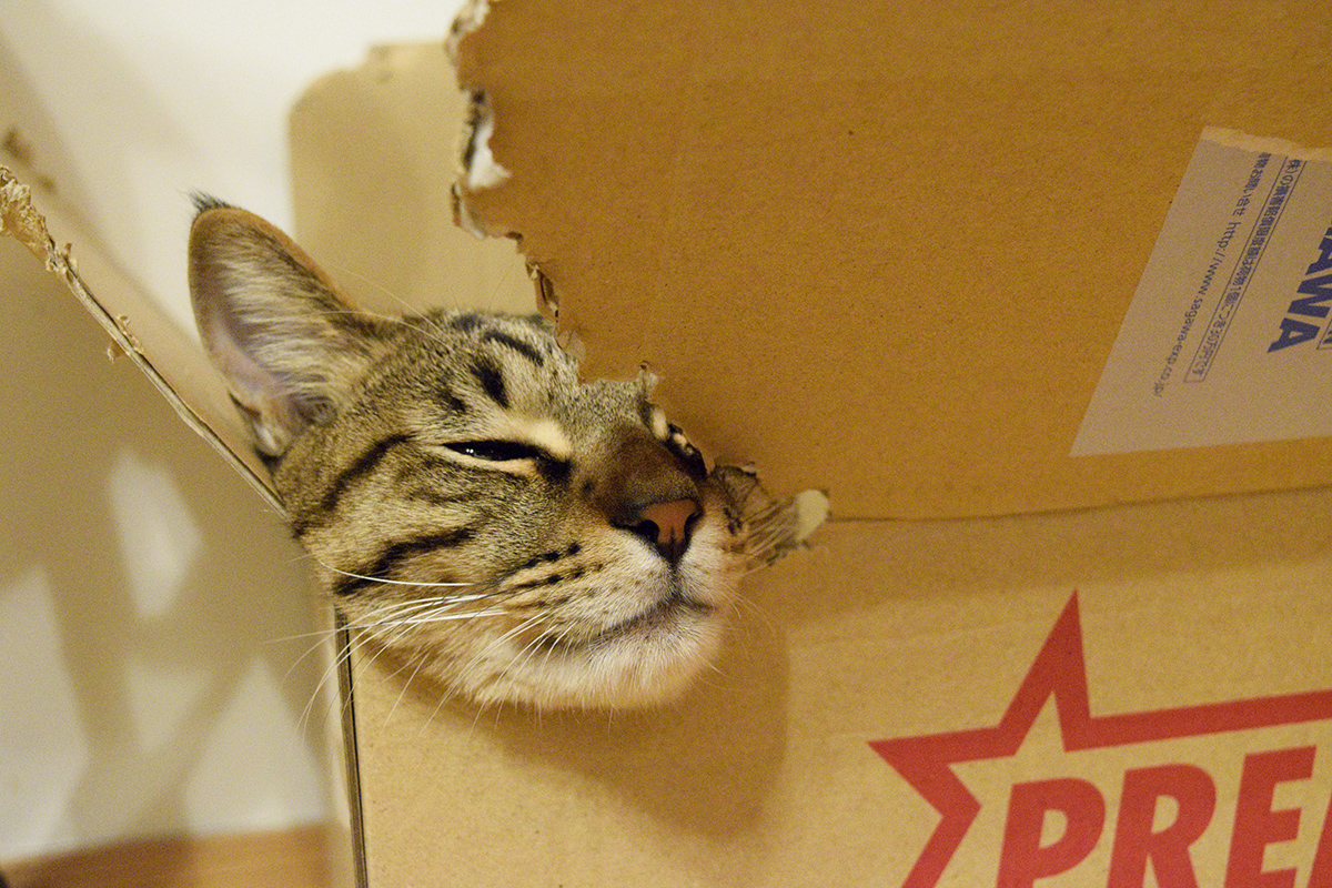 箱にあごをのせて眠るキジトラ猫の虎ノ介