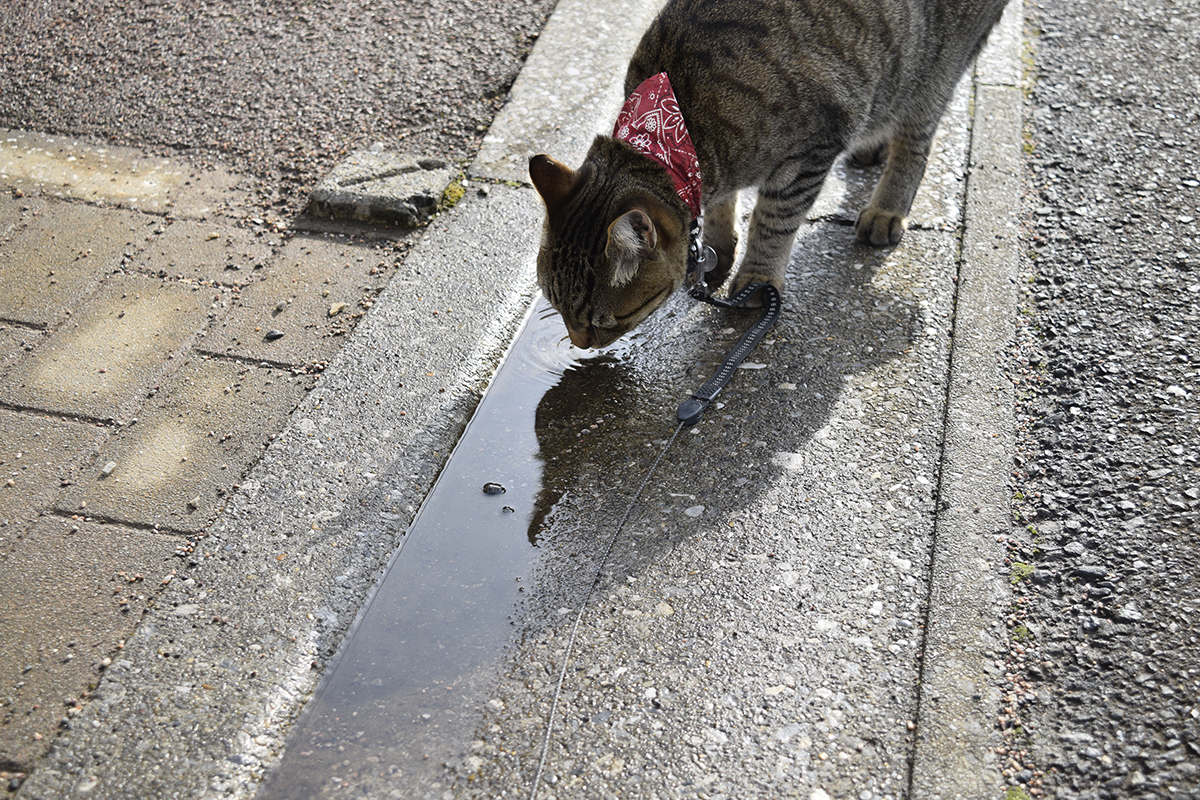 水たまりの水を飲むキジトラ猫の虎ノ介