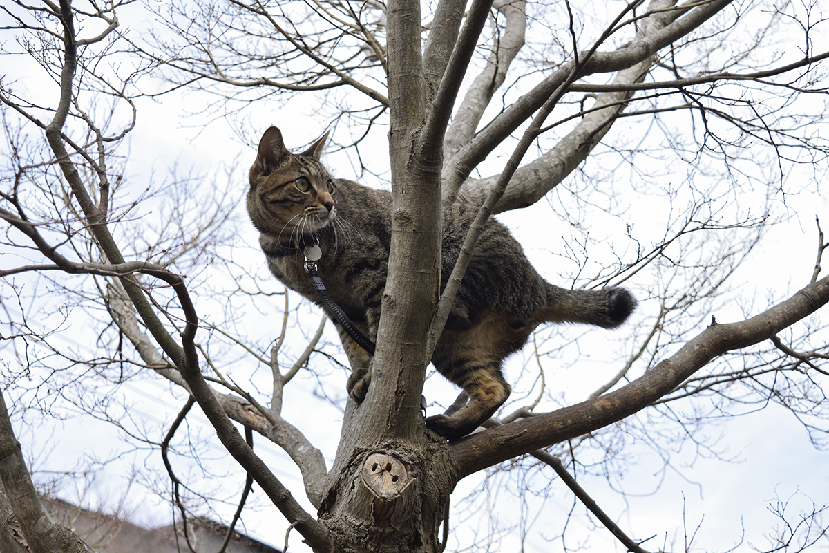木から景色を眺めるキジトラ猫の虎ノ介
