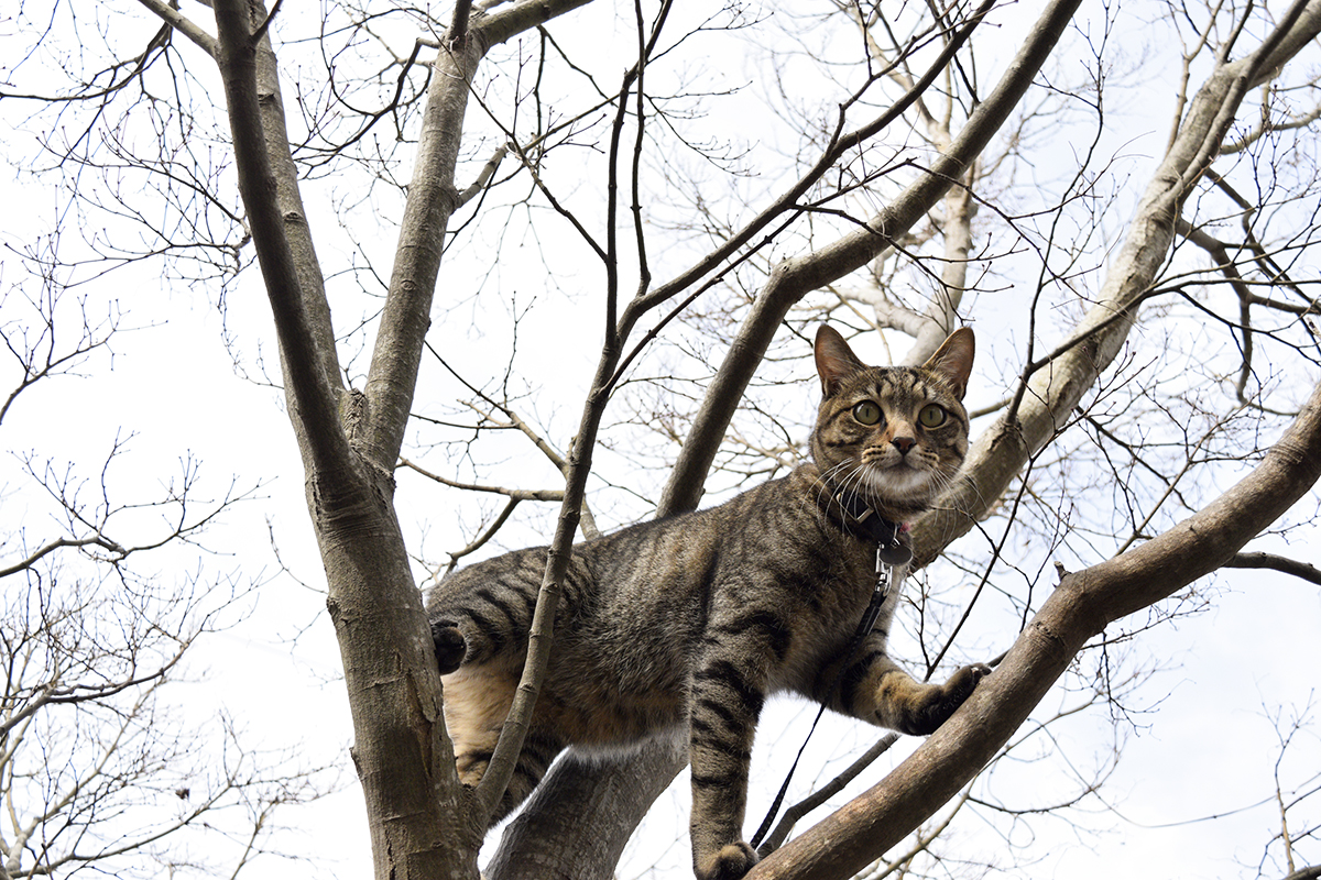 木からおろしてもらうのを待つキジトラ猫の虎ノ介