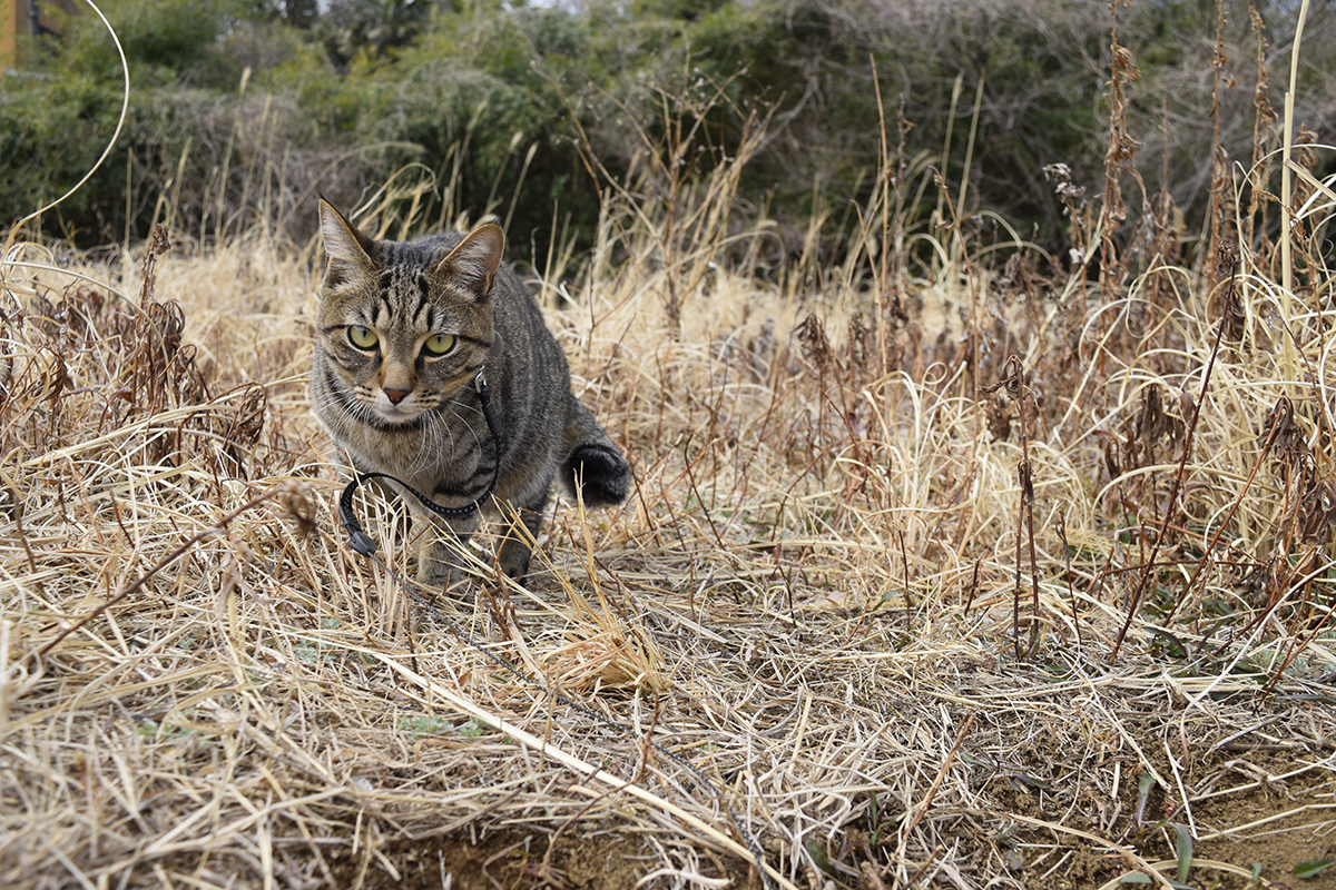 草むらでおいかけっこするキジトラ猫の虎ノ介