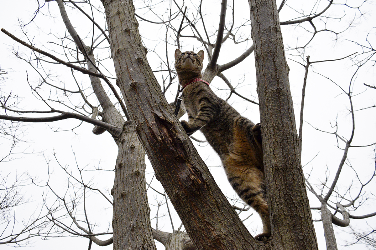木の上に登るキジトラ猫の虎ノ介