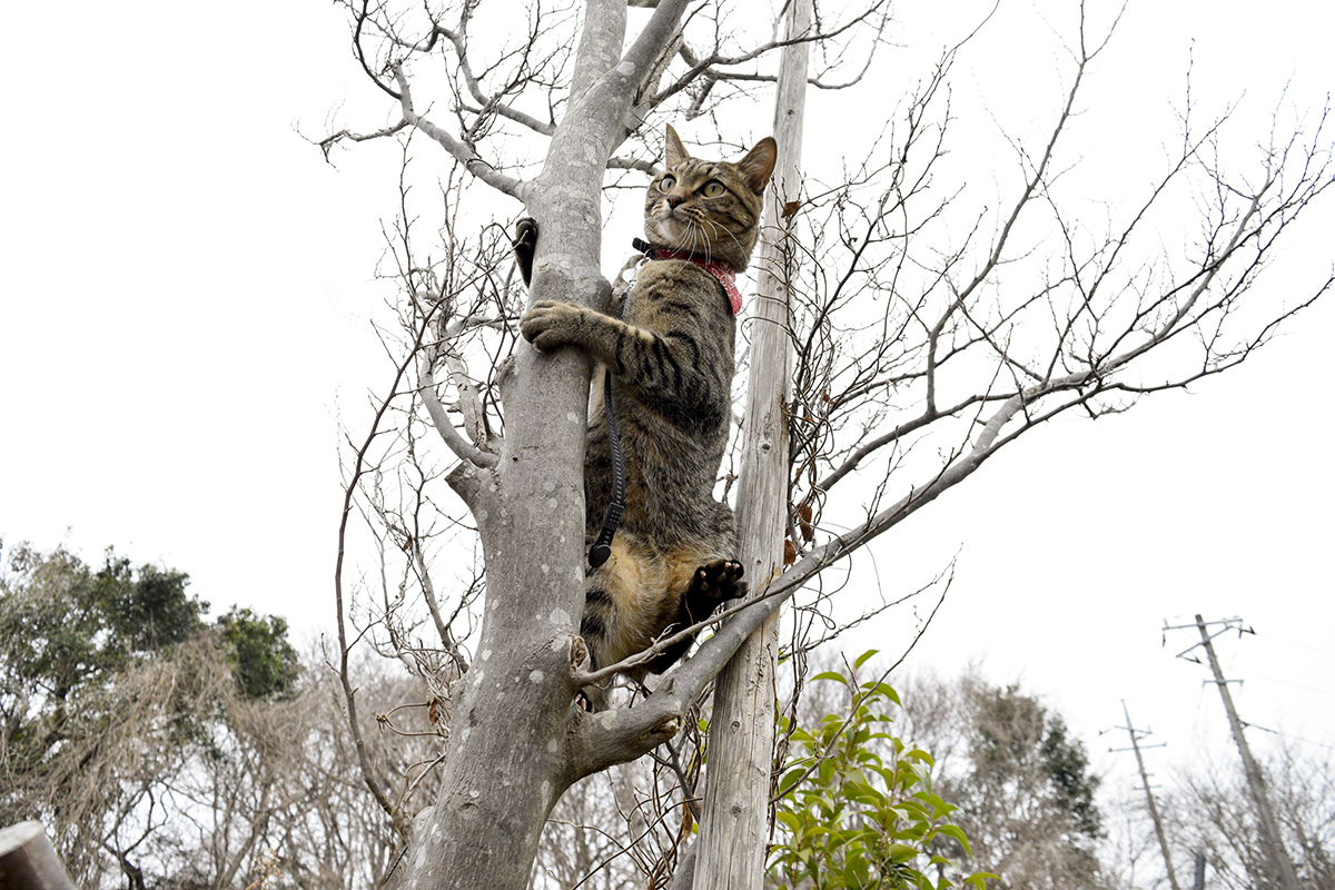 木の上に登るキジトラ猫の虎ノ介