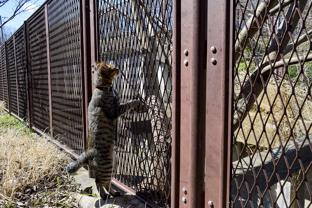 フェンスにつかまって向こうを眺めるキジトラ猫の虎ノ介