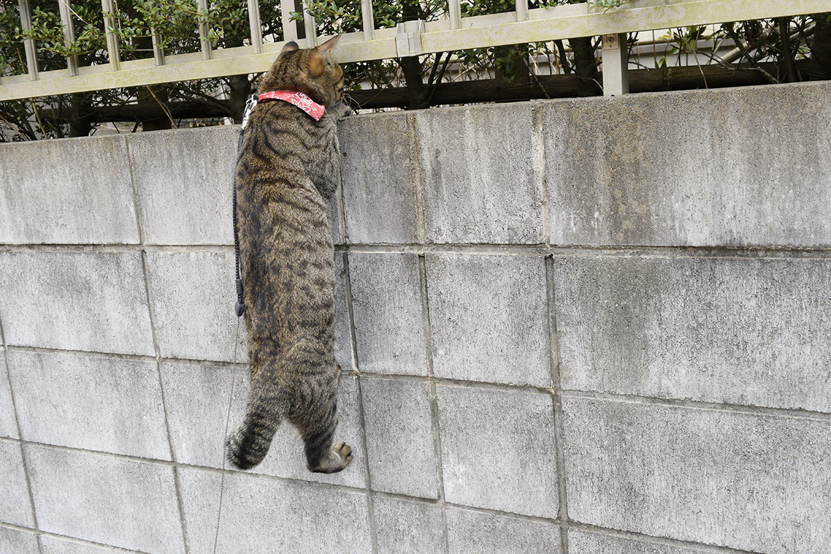 鳥を発見して塀にぶら下がるキジトラ猫の虎ノ介