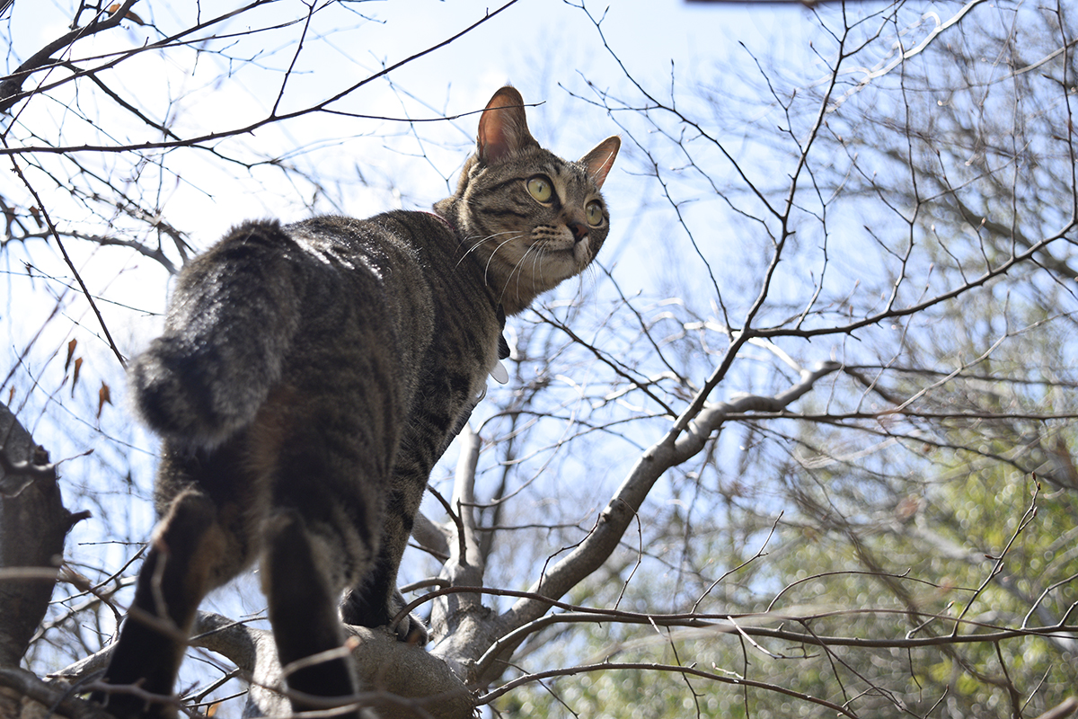 木にのぼって鳥をみるキジトラ猫の虎ノ介