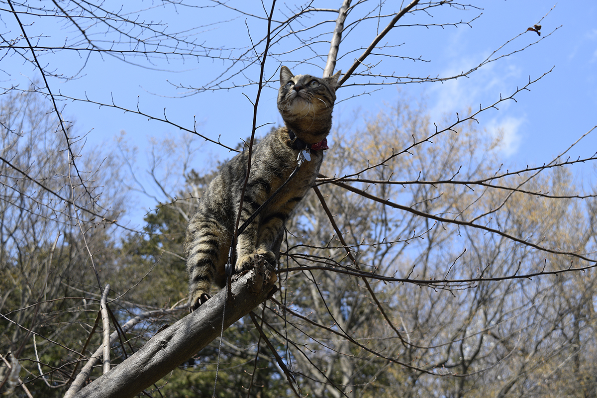 木登りをするキジトラ猫の虎ノ介