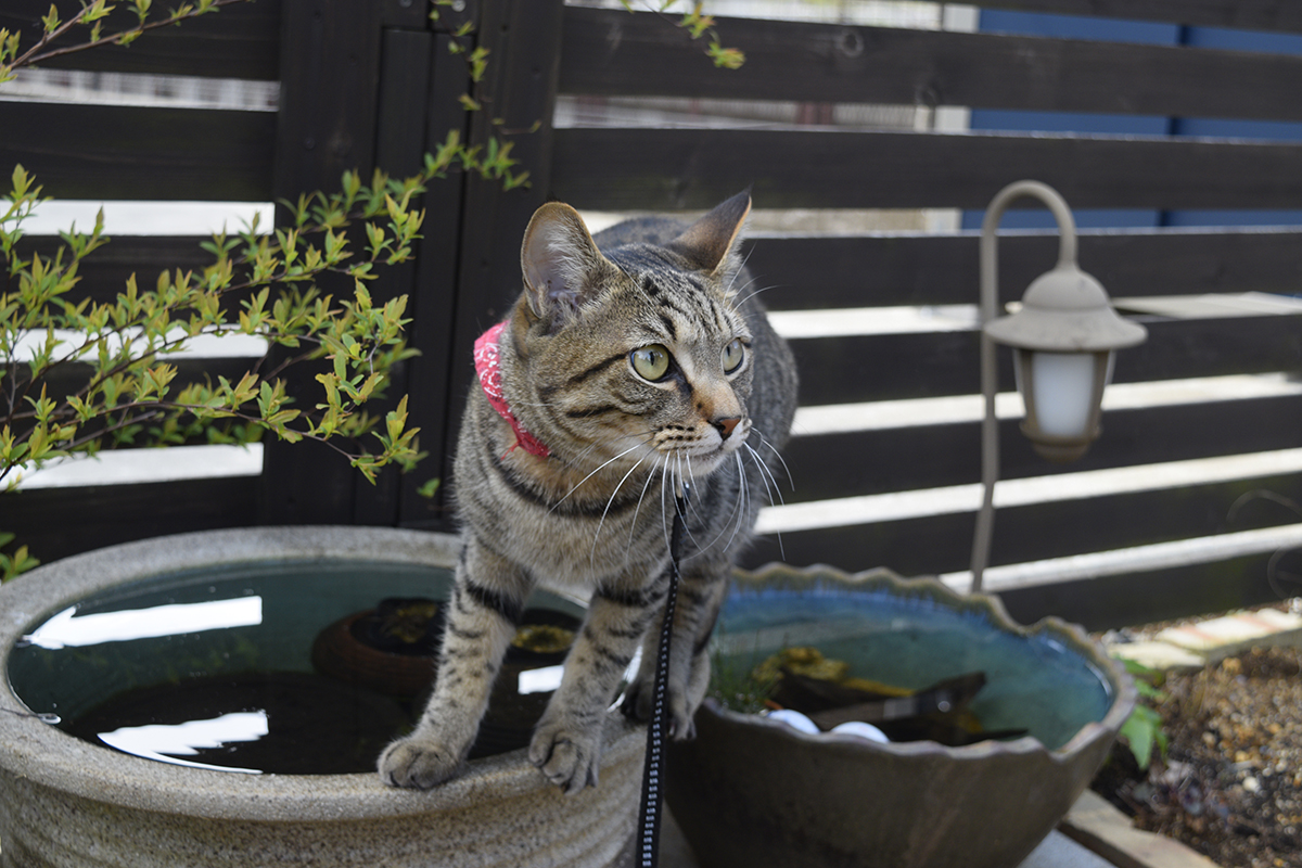 水鉢の上を歩くキジトラ猫の虎ノ介