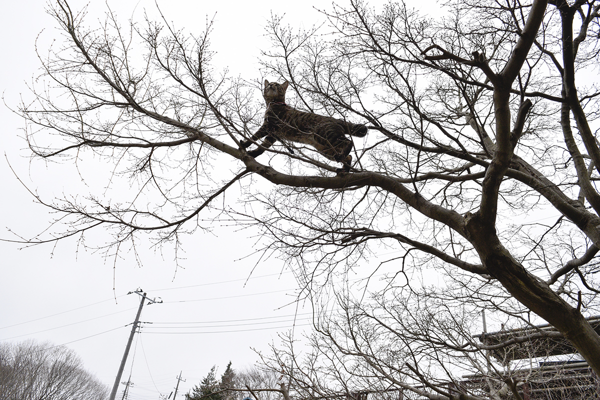 カラスをおいかけて木に登るキジトラ猫の虎ノ介