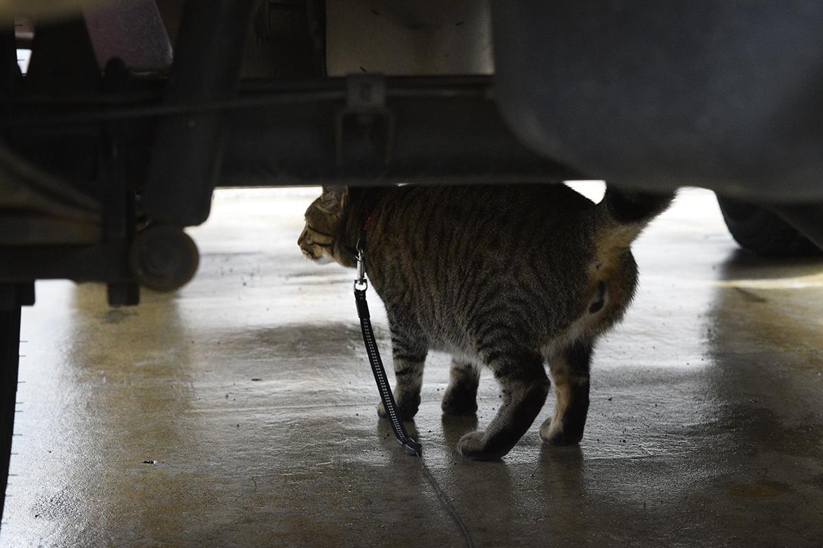 車の下で雨宿りをするキジトラ猫の虎ノ介