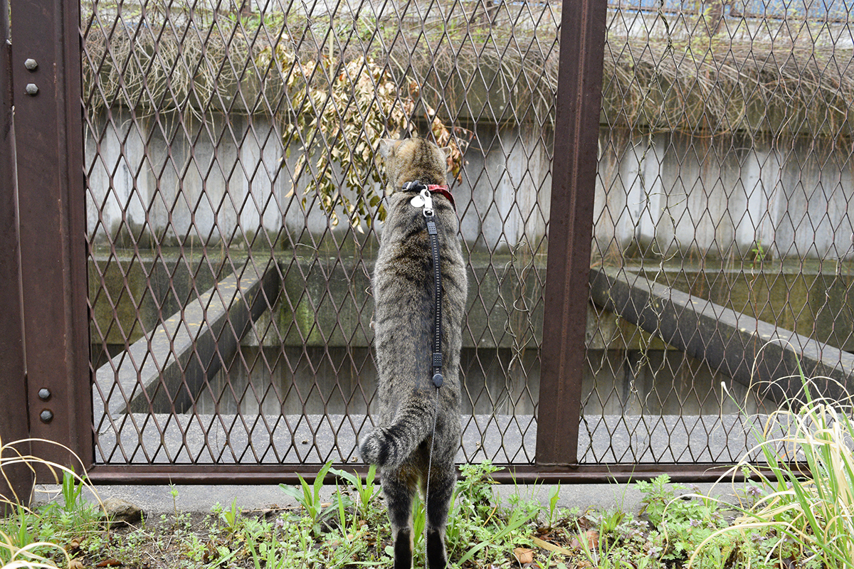 フェンスにへばりつくキジトラ猫の虎ノ介