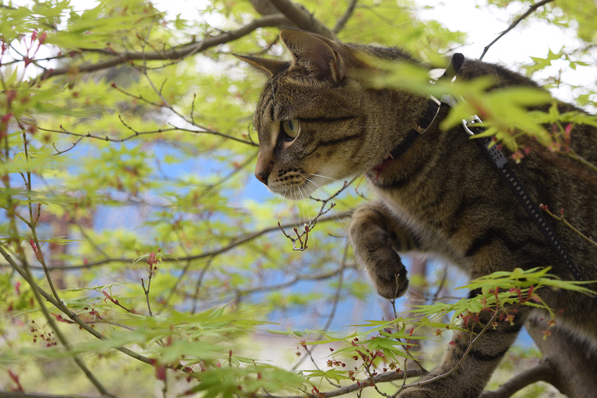 蜂を捕まえるため木に登ったキジトラ猫の虎ノ介