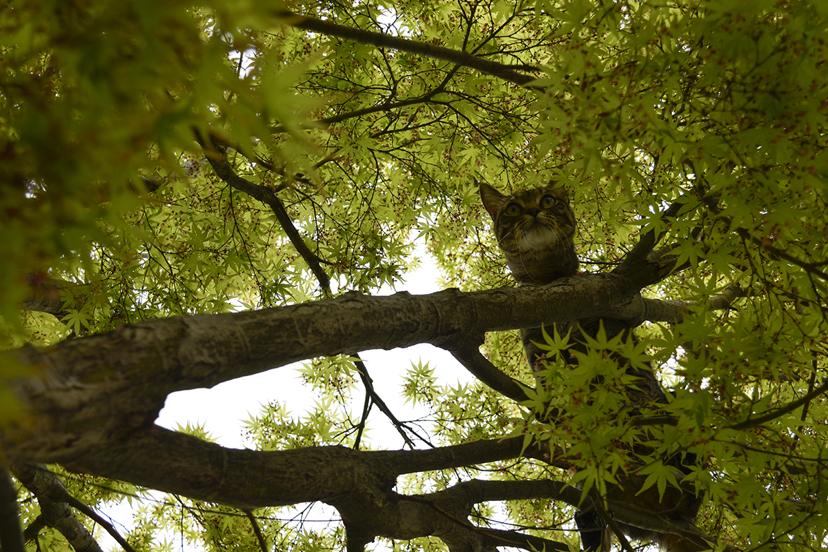 蜂を捕まえるため木に登ったキジトラ猫の虎ノ介