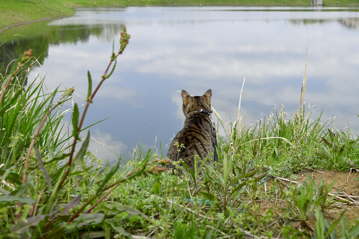 カモがいなくなった調整池を眺めるキジトラ猫の虎ノ介