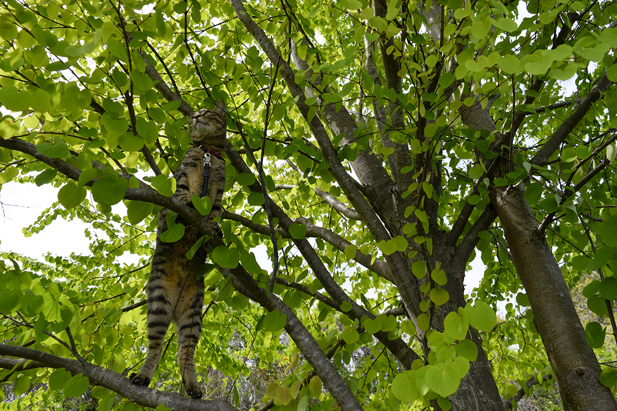 木に登って遠くを眺めるキジトラ猫の虎ノ介