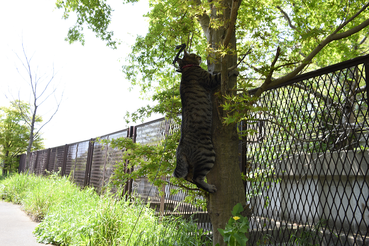 木の幹につかまるキジトラ猫の虎ノ介