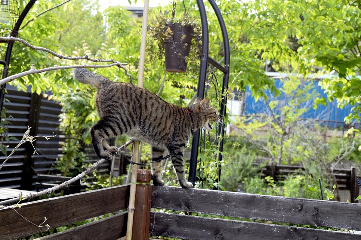 フェンスに登って叫ぶキジトラ猫の虎ノ介