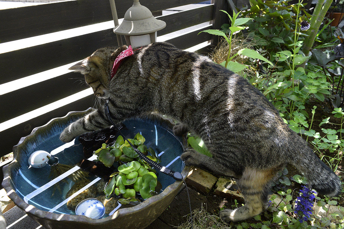 水鉢を覗くキジトラ猫の虎ノ介