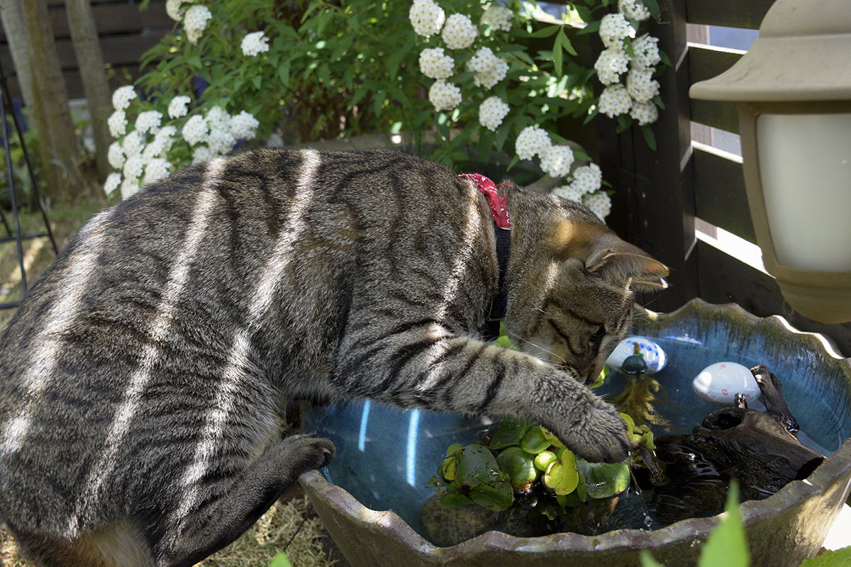 水鉢をチョイチョイするキジトラ猫の虎ノ介