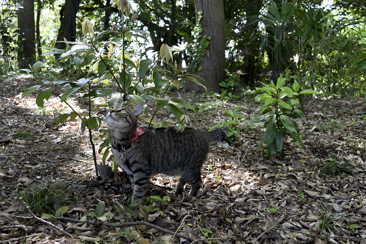 お寺の裏をを散策するキジトラ猫の虎ノ介