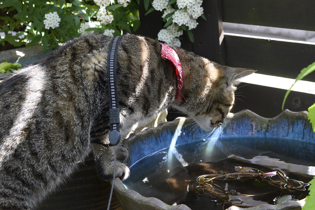 メダカがいなくなった水鉢を覗きこむキジトラ猫の虎ノ介