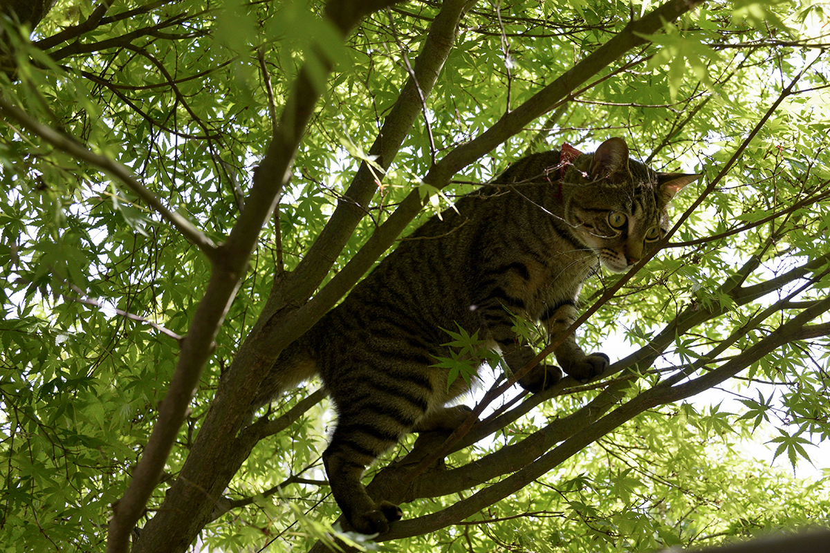 木の上でよろよろするキジトラ猫の虎ノ介