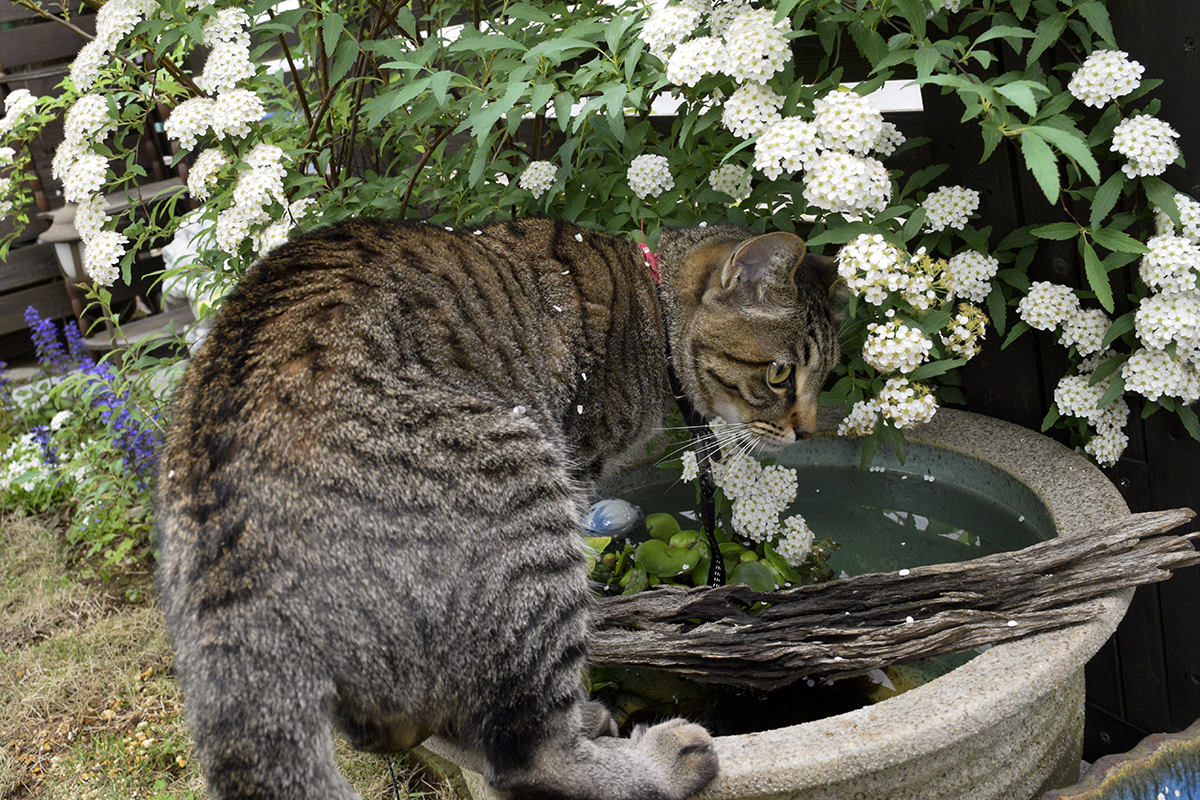 メダカの入った水鉢を発見したキジトラ猫の虎ノ介