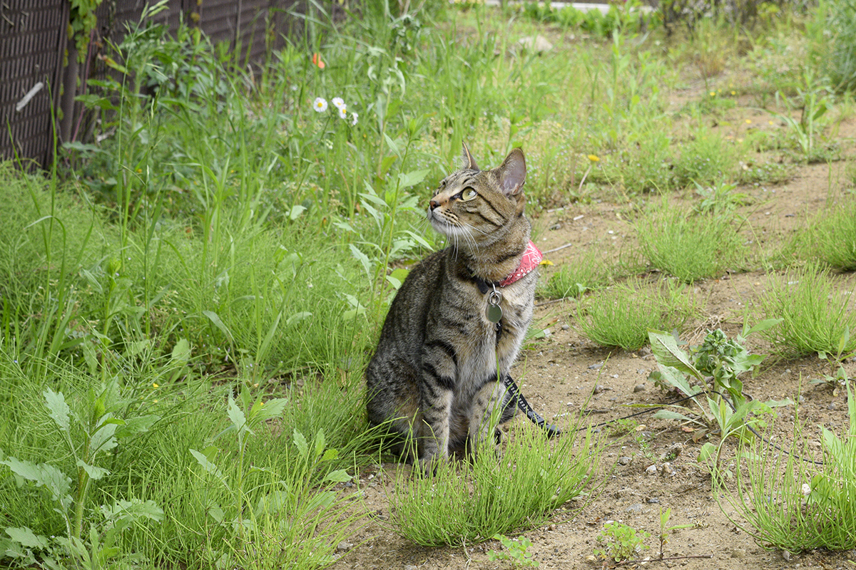 お散歩にでかけるキジトラ猫の虎ノ介