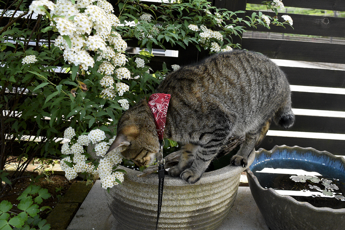 水鉢のにおいをかぐキジトラ猫の虎ノ介