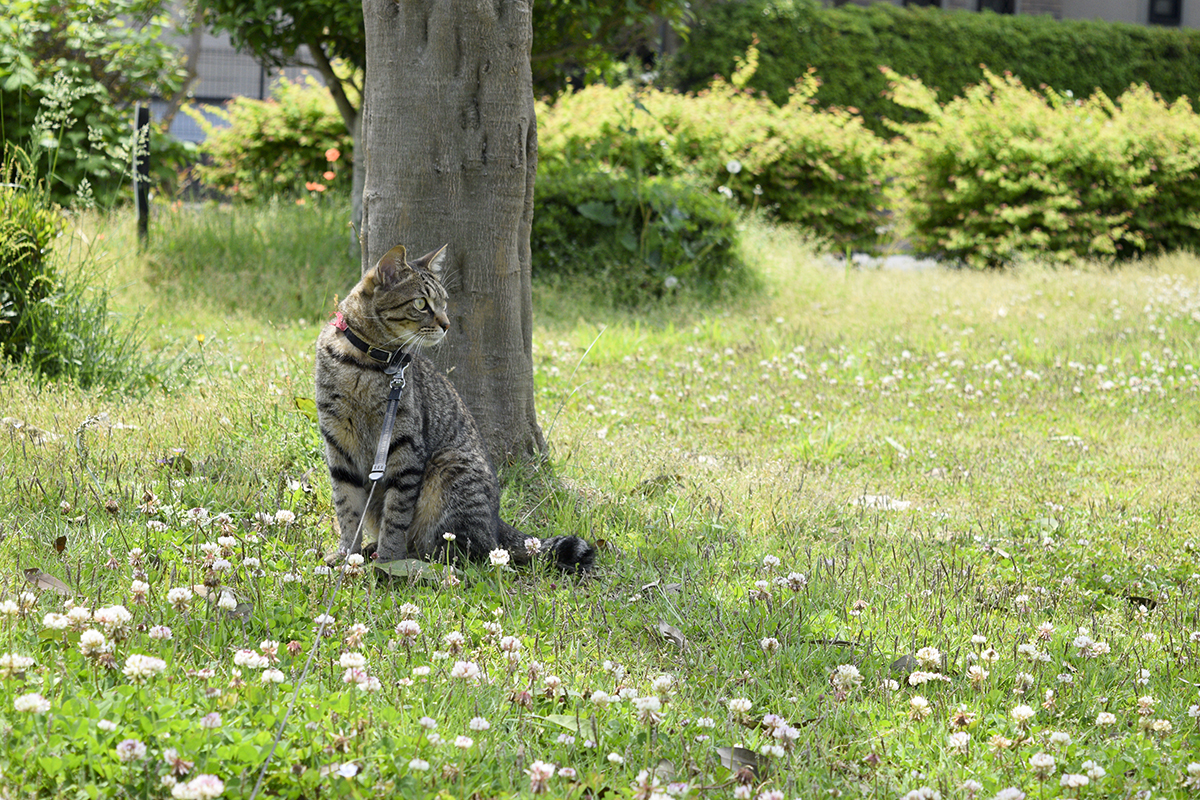 公園の木下で涼むキジトラ猫の虎ノ介