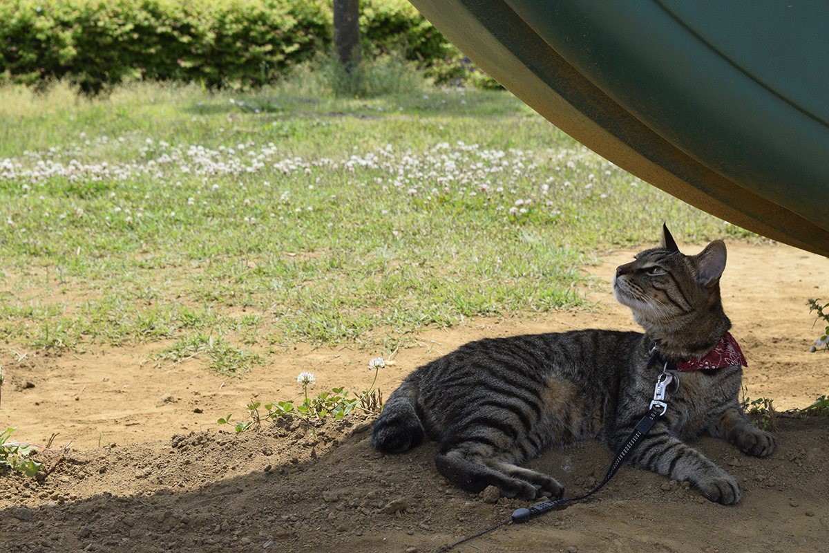 公園の滑り台の下に移動したキジトラ猫の虎ノ介