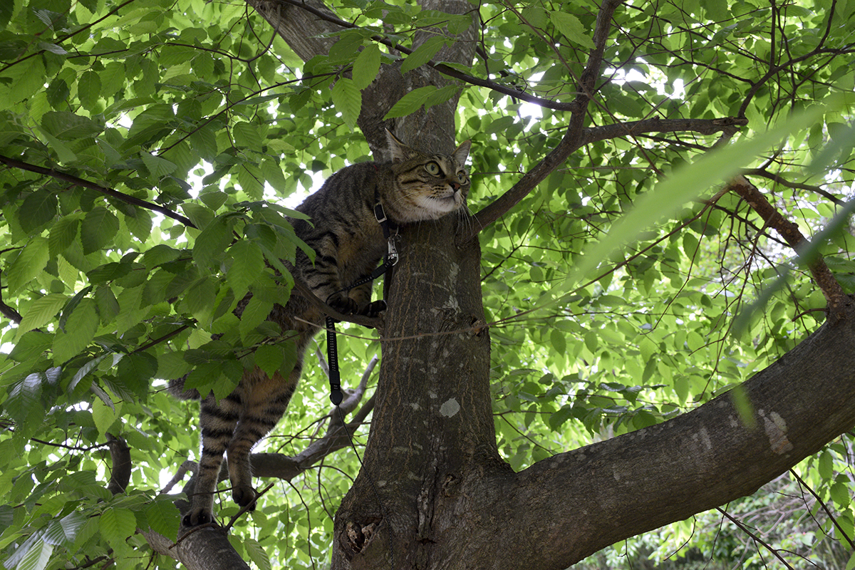 鳥をおいかけて木に登ったキジトラ猫の虎ノ介