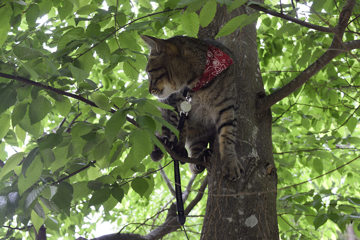 鳥をおいかけて木に登ったキジトラ猫の虎ノ介