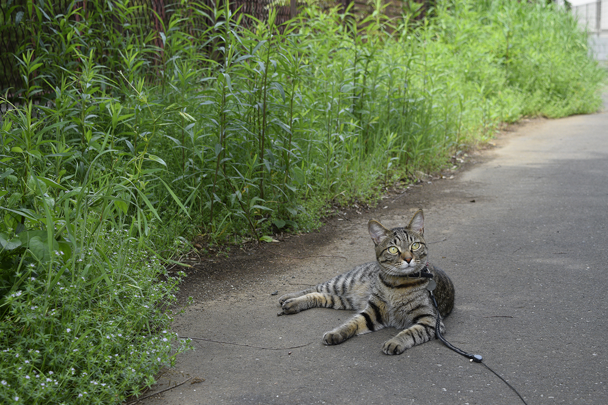 木陰で休憩するキジトラ猫の虎ノ介