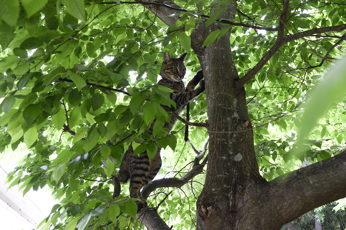 木登りするキジトラ猫の虎ノ介