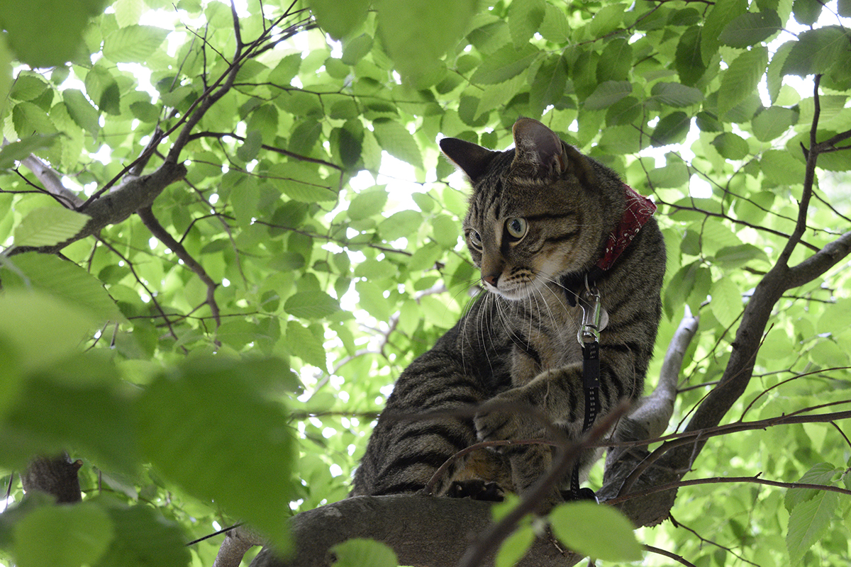 謎の人物に木登りを披露するキジトラ猫の虎ノ介