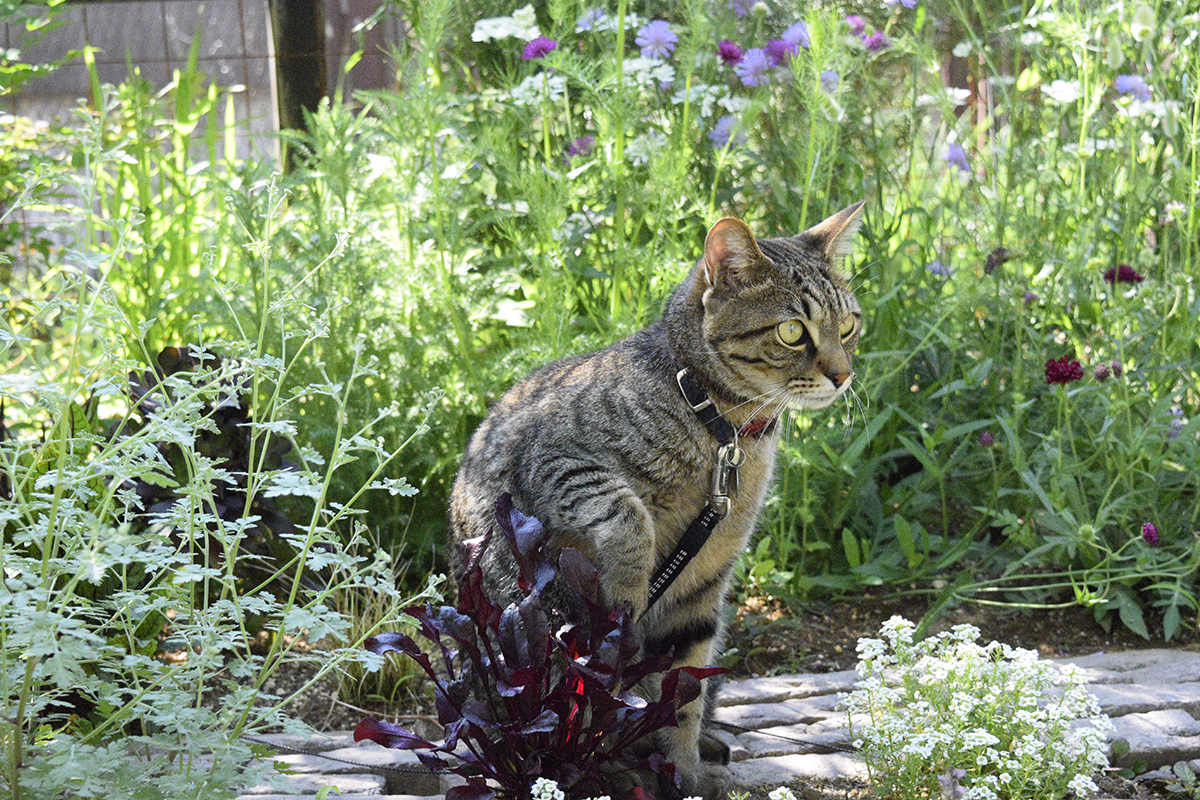花壇で涼むキジトラ猫の虎ノ介