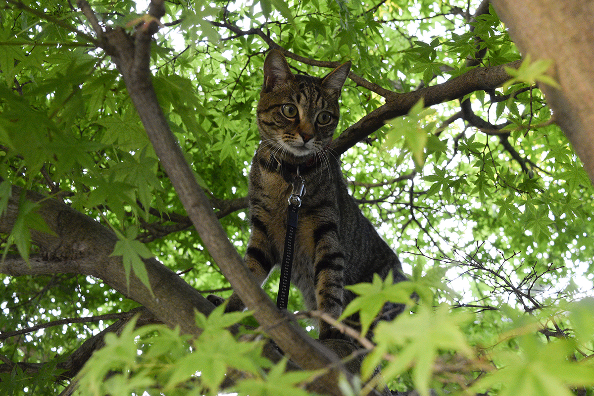 木の上から犬をみるキジトラ猫の虎ノ介