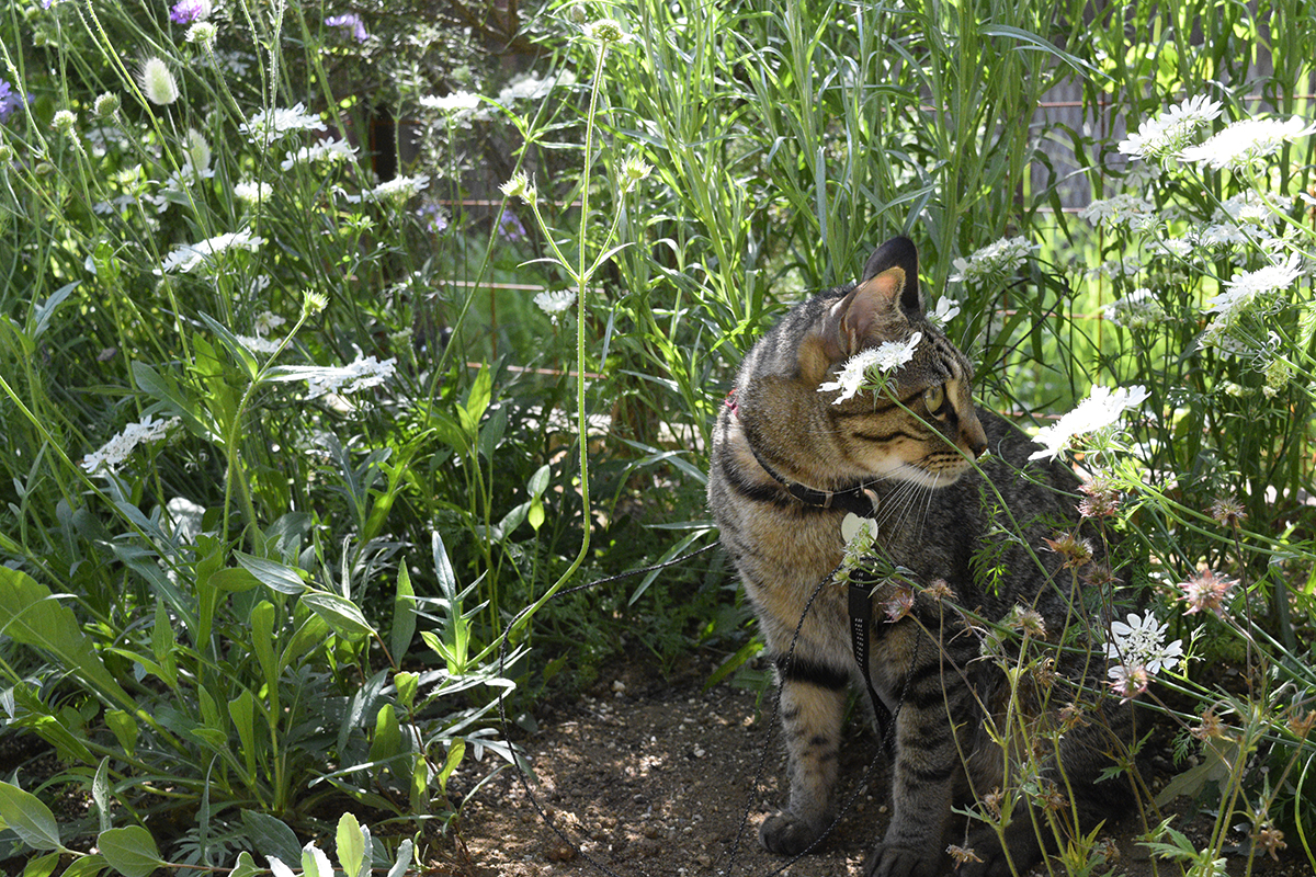 庭で遊ぶキジトラ猫の虎ノ介
