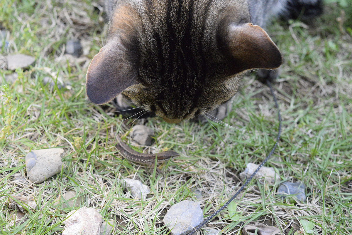 カナヘビで遊ぶキジトラ猫の虎ノ介