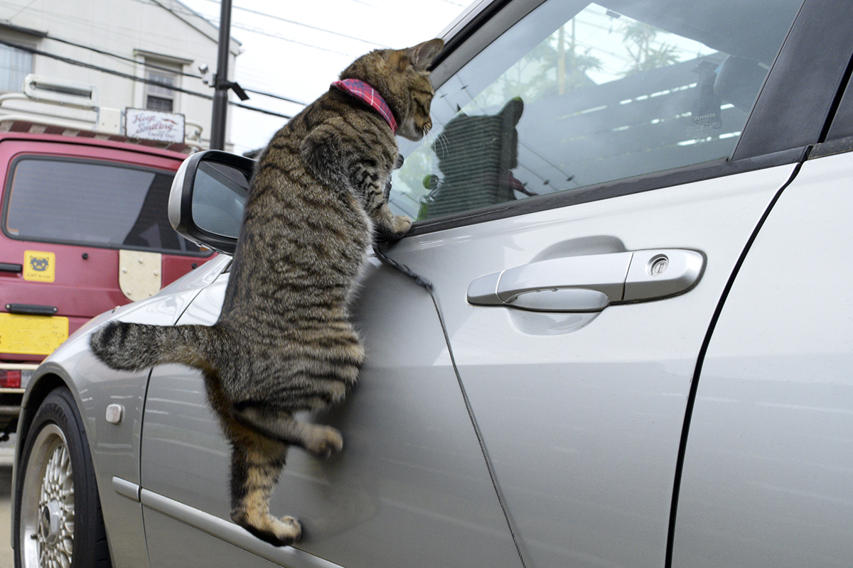 車の窓から中に侵入しようとするキジトラ猫の虎ノ介