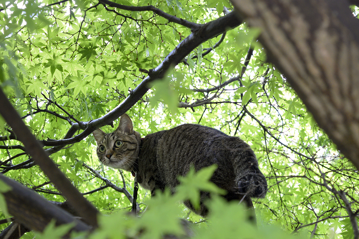 雀をおいかけて木に登ったキジトラ猫の虎ノ介